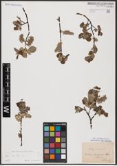 Foto von Salix aurita L.
